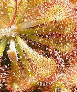 Drosera spatulata